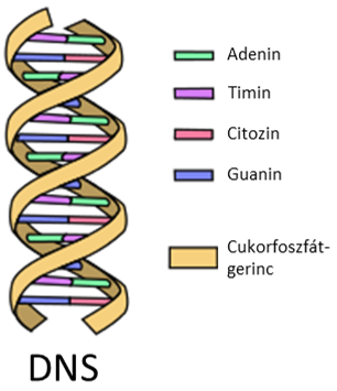 Genetika és zsidóság